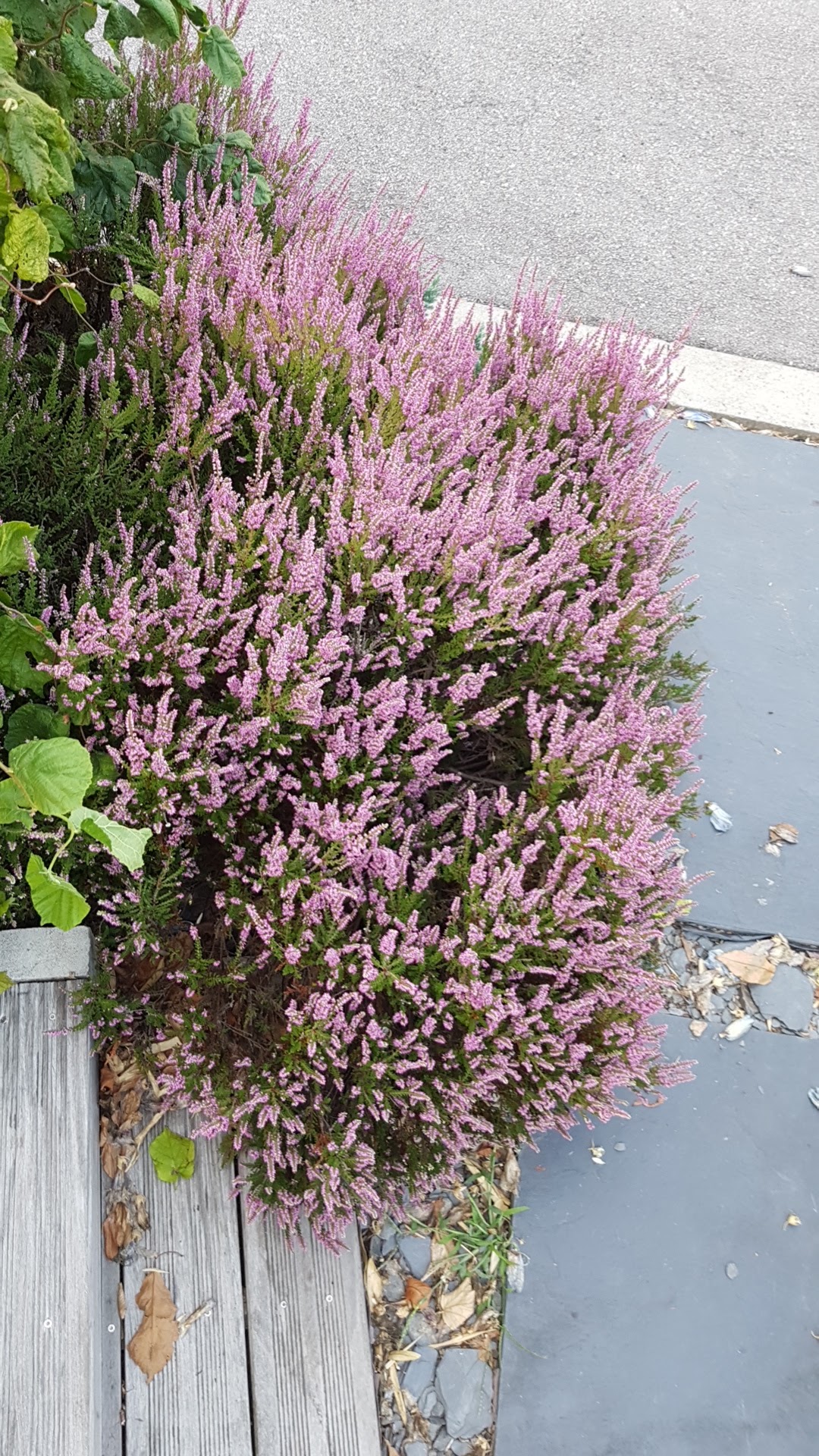 Photo n° 10 de l'avis de hugo.l fait le 20/08/2018 à 15:25