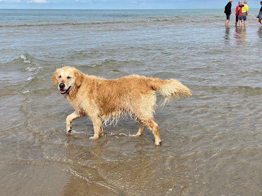 Tierarzt Benecke unter Neu Wulmstorf, Niedersachsen