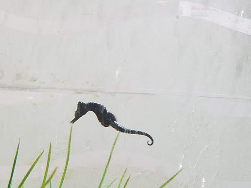 Aquarium «Team ECCO Ocean Center & Aquarium», reviews and photos, 511 N Main St, Hendersonville, NC 28792, USA