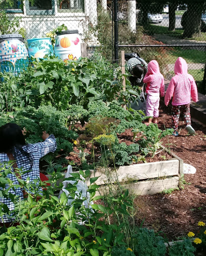 Lafayette High Community Garden - PS 353 image 5