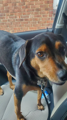 Pet Supply Store «Pet Supplies Plus», reviews and photos, 4808 Ridge Rd, Brooklyn, OH 44144, USA