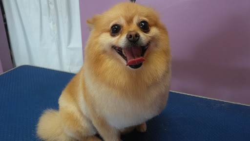 Pet Groomer «Furry Tails Pet Grooming», reviews and photos, 865 Cypress Pkwy, Poinciana, FL 34759, USA