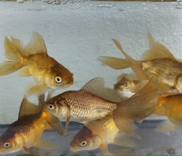 Acuario Las Torres photo