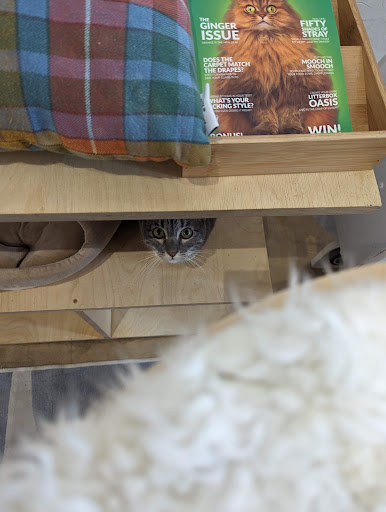 KitTea Cat Lounge image