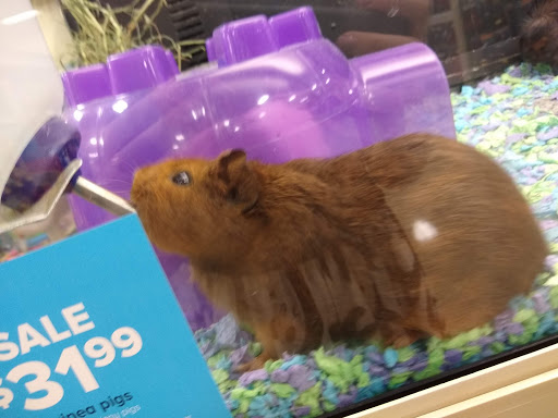 Pet Supply Store «PetSmart», reviews and photos, 9970 Sowder Village Square, Manassas, VA 20109, USA