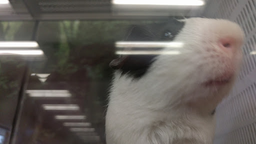 Pet Supply Store «Petco Animal Supplies», reviews and photos, 565 S State St, Westerville, OH 43081, USA