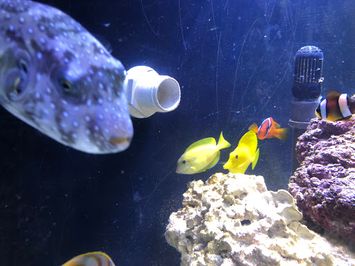 Tropical Fish Store «Nemo Aquarium», reviews and photos, 1560 Indian Trail Rd #106, Norcross, GA 30093, USA
