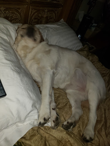 Pet Supply Store «Petco Animal Supplies», reviews and photos, 1309 W Main Rd, Middletown, RI 02842, USA