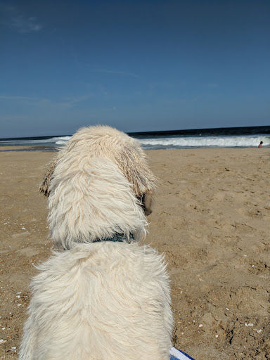 Grocery Store «Sandbridge Seaside Market», reviews and photos, 209 Sandbridge Rd, Virginia Beach, VA 23456, USA