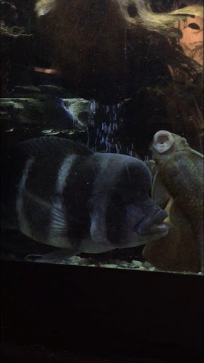 Pet Store «Pet Junction», reviews and photos, 146 NH-108, Dover, NH 03820, USA