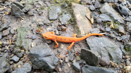 Nature Preserve «Boyd Big Tree Preserve Conservation Area», reviews and photos, Fishing Creek Valley Rd, Harrisburg, PA 17112, USA
