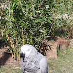 Photo n° 26 de l'avis de Marie.i fait le 23/03/2024 à 06:56 pour Parrot World - Le parc animalier immersif à Crécy-la-Chapelle