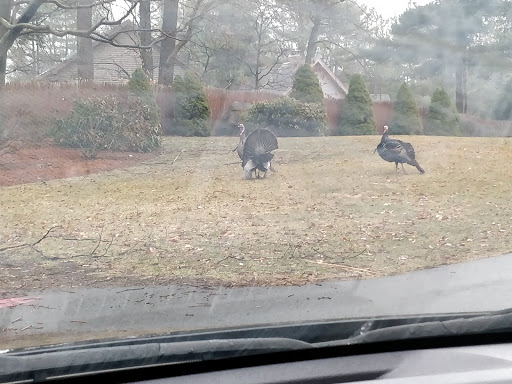 Park «Russell Mill Pond and Town Forest», reviews and photos, 105 Mill Rd, Chelmsford, MA 01824, USA