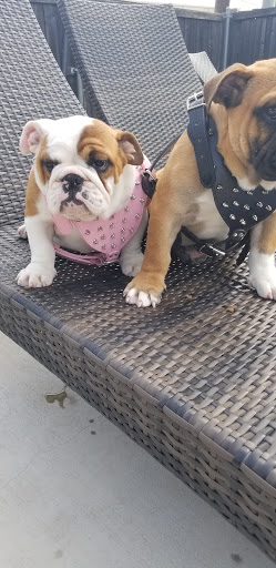 Pet Supply Store «Pet Supplies Plus», reviews and photos, 1031 Northwest Hwy, Garland, TX 75041, USA