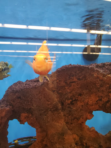 Pet Supply Store «Petco Animal Supplies», reviews and photos, 226 Thornton Drive, Dickson, TN 37055, USA