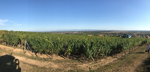 Vins d’Alsace Heyberger-Meyer à Obermorschwihr