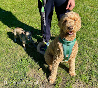 The Pooch Coach - Photo 5 - Car repair in San Francisco, CA, San Francisco