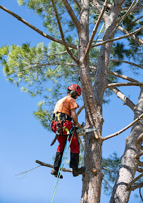 Folsom Tree Services - Photo 9 - Car repair in , Sacramento