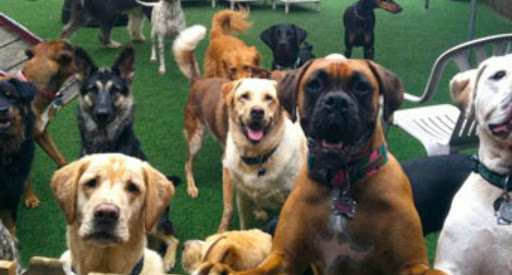 Pet Groomer «The Pet Set - Buckhead», reviews and photos, 2480 Briarcliff Rd NE #3, Atlanta, GA 30329, USA