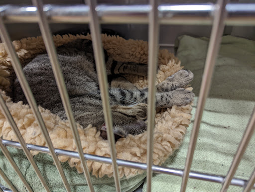 Pet Supply Store «PetSmart», reviews and photos, 2130 Gunbarrel Rd, Chattanooga, TN 37421, USA