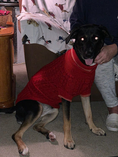 Pet Supply Store «Pets Plus - Bensalem», reviews and photos, 1336 Bristol Pike, Bensalem, PA 19020, USA