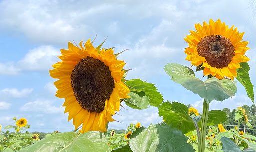 Fruit and Vegetable Store «Henley Farm», reviews and photos, 3513 Charity Neck Rd, Virginia Beach, VA 23456, USA