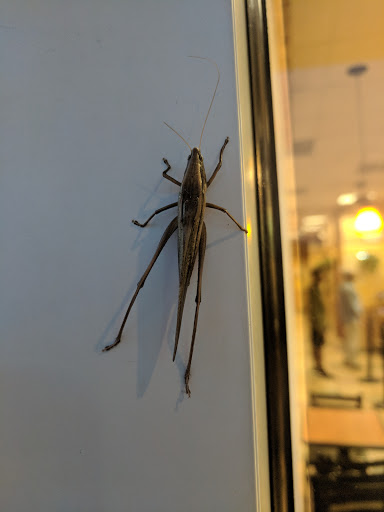 Supermarket «Publix Super Market at Midway Shopping Center», reviews and photos, 4900 Atlanta Hwy, Alpharetta, GA 30004, USA