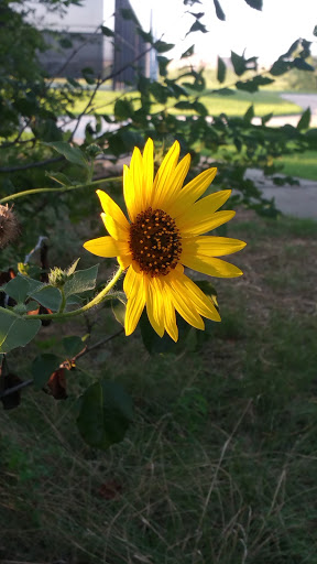 Recreation Center «Mustang Park Recreation Center», reviews and photos, 2223 Kinwest Pkwy, Irving, TX 75063, USA