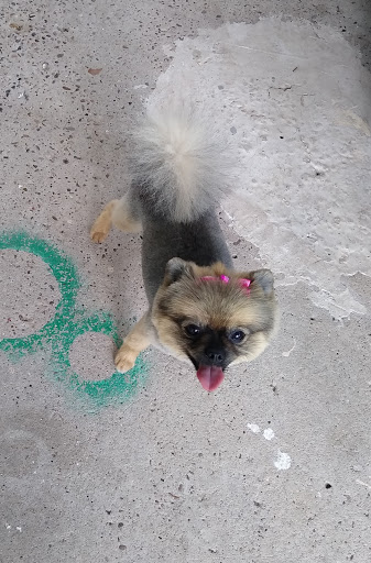 Pet Groomer «Pretty Paws Salon & Spa», reviews and photos, 604 S 77 Sunshine Strip, Harlingen, TX 78550, USA