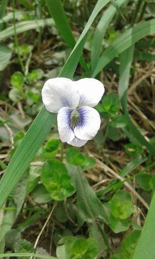Park «Legion Disc Golf Course», reviews and photos, Boyson Trail, Marion, IA 52302, USA