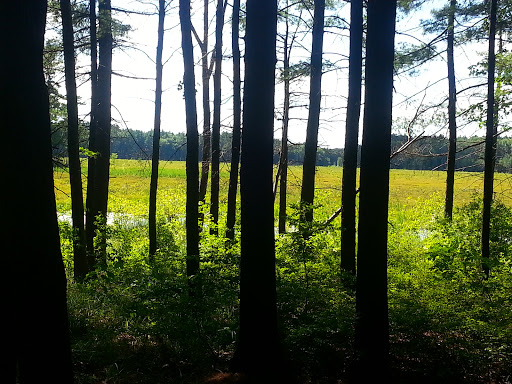 State Park «Lowell-Dracut-Tyngsborough State Forest», reviews and photos, Trotting Park Rd, Dracut, MA 01826, USA