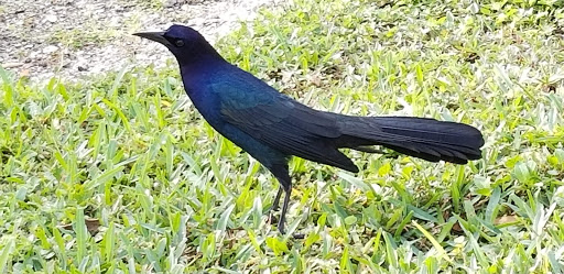 Boat Ramp «South Bay RV Park», reviews and photos, 100 Levee Rd, South Bay, FL 33493, USA