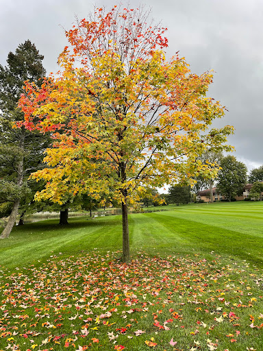 Golf Course «Somerset Park Golf Course», reviews and photos, 2401 Golfview Dr, Troy, MI 48084, USA