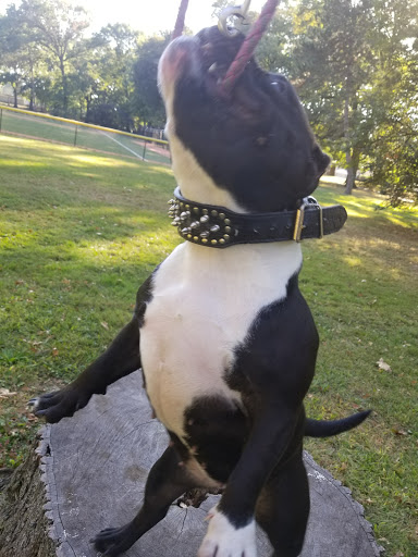 Park «Vailsburg Park», reviews and photos, 694-736 S Orange Ave, Newark, NJ 07106, USA