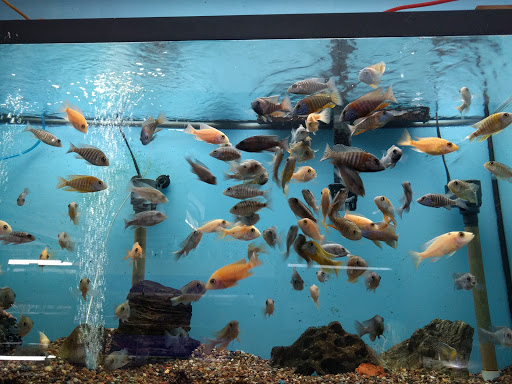 Pet Store «Forest Lake Pets», reviews and photos, 120 Lake St N, Forest Lake, MN 55025, USA