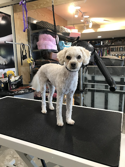 Peluquería canina a domicilio