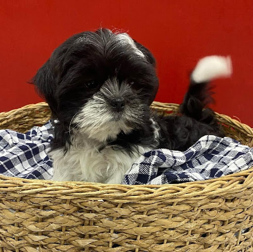 Pet Store «The Family Puppy of Oakland Mall», reviews and photos, 528 W 14 Mile Rd, Troy, MI 48083, USA