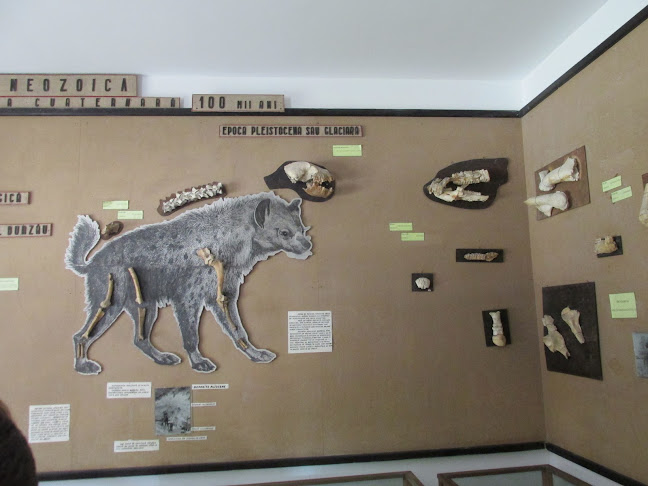 Opinii despre Muzeul de Științe naturale Tinca în <nil> - Muzeu