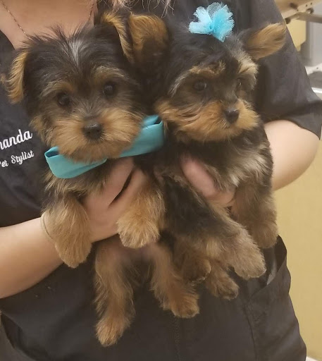 Pet Supply Store «PetSmart», reviews and photos, 11331 Causeway Blvd, Brandon, FL 33511, USA