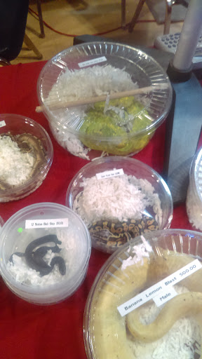 Reptile Store «Cleveland Reptile Show», reviews and photos, 17250 Hummel Rd, Brook Park, OH 44142, USA