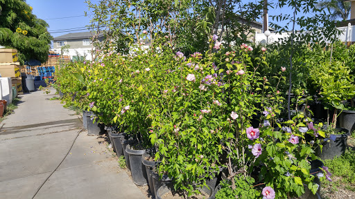 Grocery Store «Diamond Fresh Farmers Market», reviews and photos, 21168 Golden Springs Dr, Walnut, CA 91789, USA