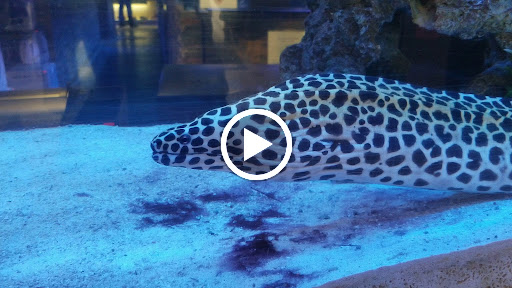 Tropical Fish Store «Aquarium Depot», reviews and photos, 8201 Auburn Blvd, Citrus Heights, CA 95610, USA