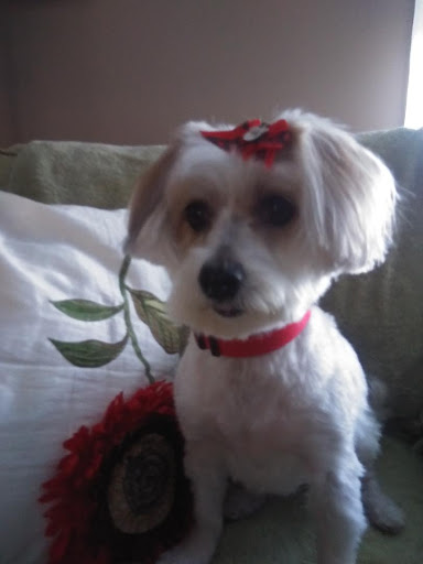 Pet Supply Store «PetSmart», reviews and photos, 2 Brick Plaza, Brick, NJ 08723, USA