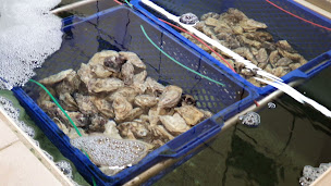 Photo n°16 de Huîtres David LECOSSOIS / Eleveur - Expéditeur à La Barre-de-Monts ()