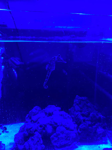 Tropical Fish Store «Aqualinks», reviews and photos, 1913 NE 14th St #104, Ocala, FL 34470, USA