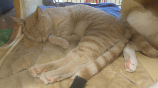 Pet Supply Store «PetSmart», reviews and photos, 849 E 23rd St, Panama City, FL 32405, USA