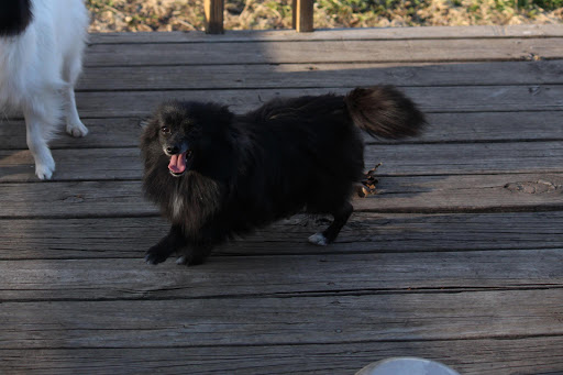 San Dimas Pet Clinic image