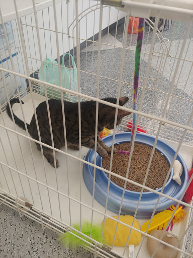 Pet Supply Store «Petco Animal Supplies», reviews and photos, 5215 Lakewood Blvd, Lakewood, CA 90712, USA