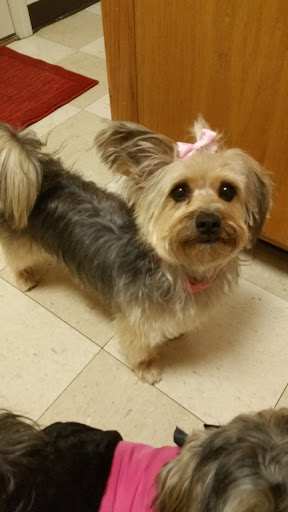 Pet Supply Store «PetSmart», reviews and photos, 777 S Willow St, Manchester, NH 03103, USA