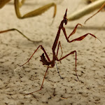 Photo n° 3 de l'avis de gwladys.a fait le 27/09/2021 à 16:41 pour Micropolis, la Cité des insectes à Saint-Léons